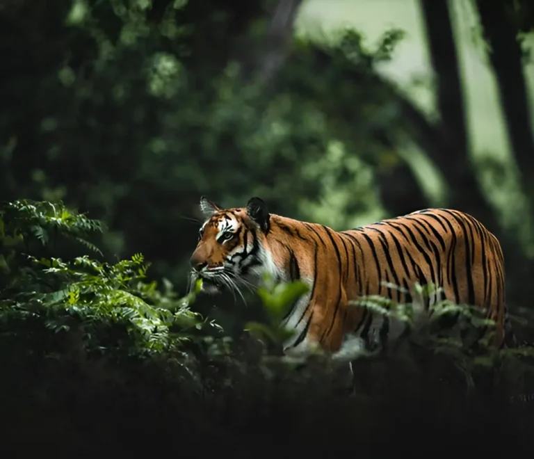 Golden Triangle with Jim Corbett Tour