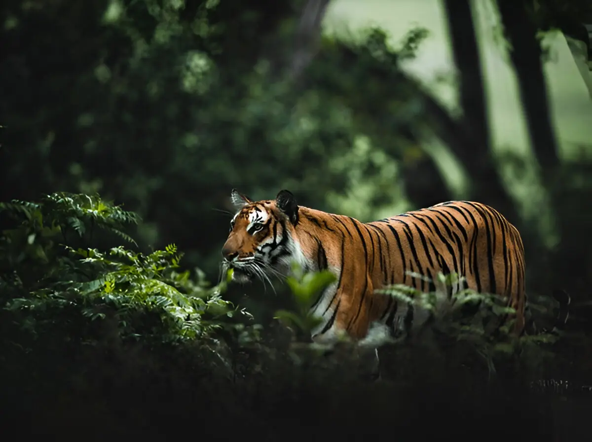 Golden Triangle & Jim Corbett Tour – Taj Mahal & Tiger Safari Experience