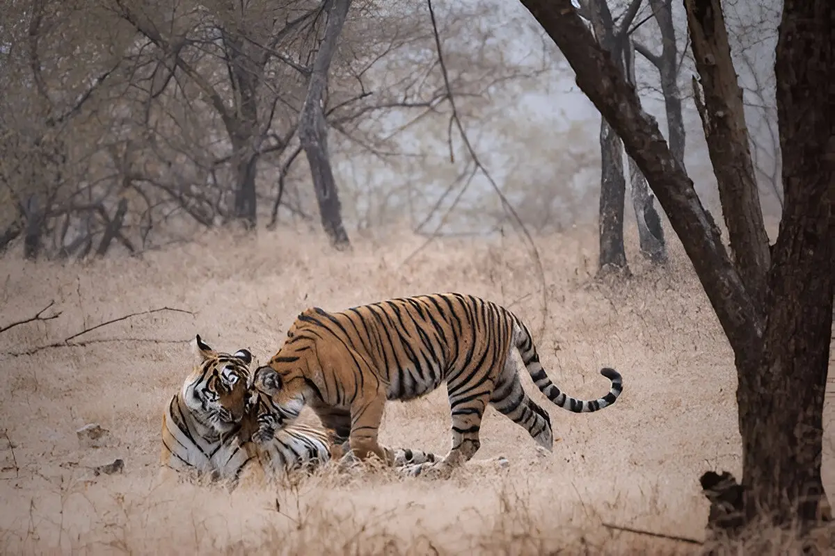 Ranthambore Jungle Safari
