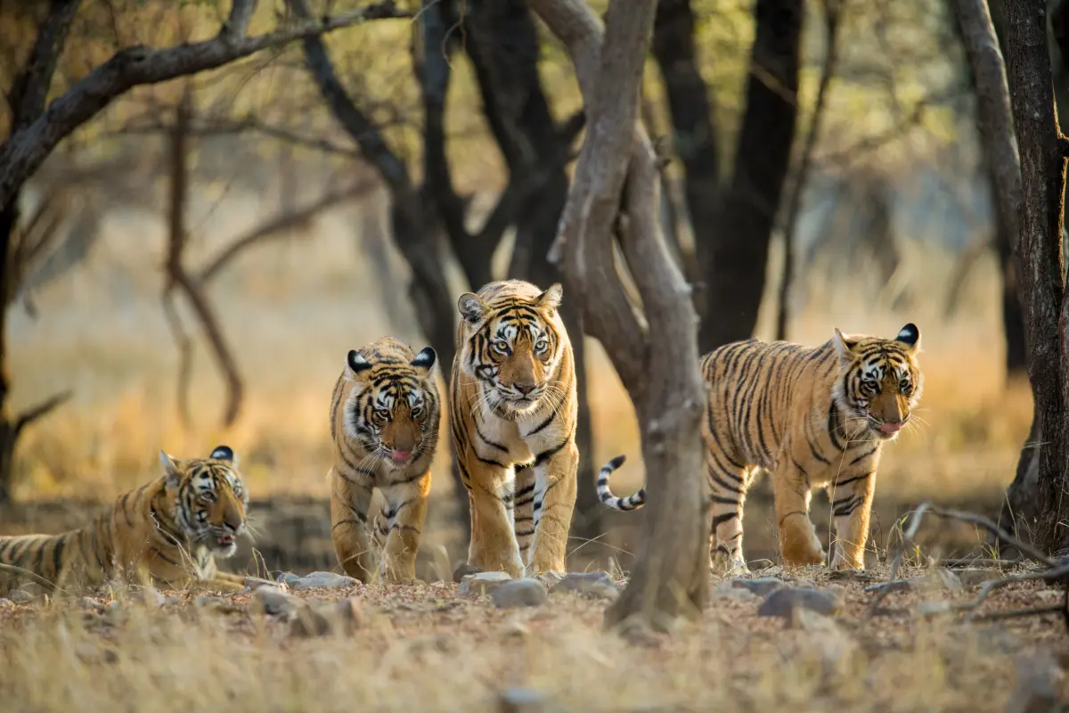 Golden Triangle tour with tiger safari